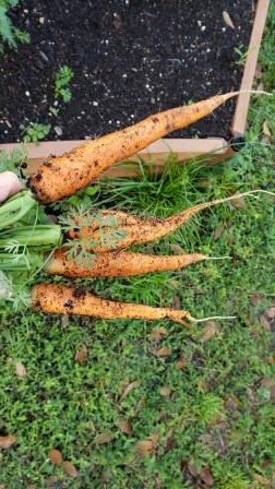 BrevAfterschool's tweet photo. Look at what the students are growing during Croton's Afterschool Program. Carrots, Peppers and Swiss Chard. Be on the lookout for more to come. Thanks UF IFAS Brevard County Extension Service #BPS321 #Roby321 #FL21CCLC #AfterschoolWorks https://t.co/UsQcKrXDly
