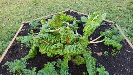 BrevAfterschool's tweet photo. Look at what the students are growing during Croton's Afterschool Program. Carrots, Peppers and Swiss Chard. Be on the lookout for more to come. Thanks UF IFAS Brevard County Extension Service #BPS321 #Roby321 #FL21CCLC #AfterschoolWorks https://t.co/UsQcKrXDly