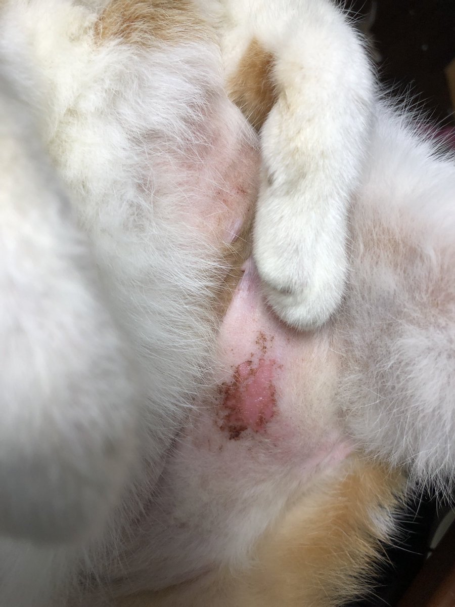 マメ ｋ בטוויטר 新入り マフィン 思いがけぬ発情で 一日中鳴き喚いていて 容姿に合わず繊細な心の凛ちゃんがようやく毛の生えたお腹を舐め壊す ネッシンですっかり綺麗に毛が生えそろった ちっと も部分ハゲ ごめん 母ちゃんが悪いのだ きっと 凛