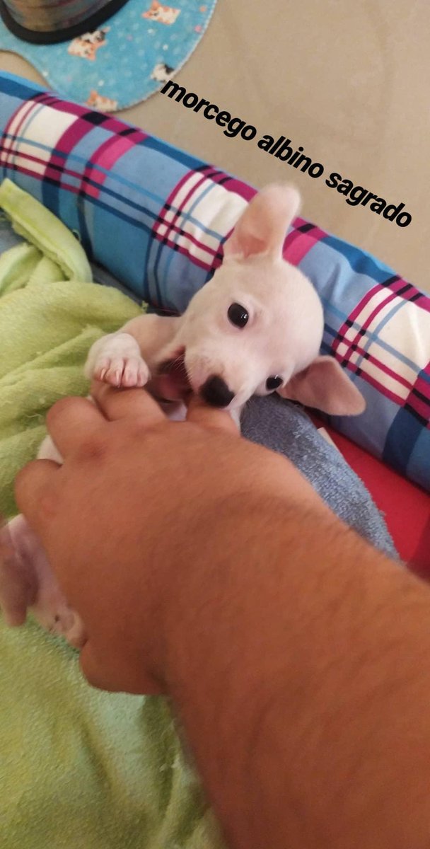 marceloespacial's tweet photo. a morceguinha ta cada vez maior  😍 https://t.co/Y8zANVsIfd