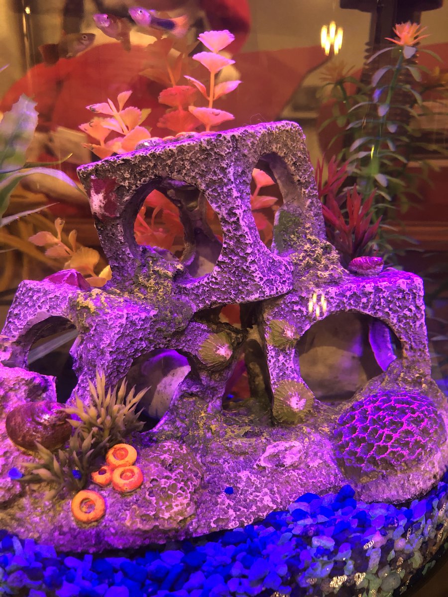 mz_lat's tweet photo. Aquarium home.
My fish Blaze, Chaser, and Shiner.
Three guppies in tank.
12/26/19
(Dexter)
#natember #haikuforkindness #haikuforjustice https://t.co/szIdisGWSY