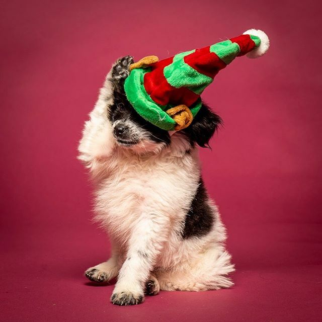 MichaelBagley's tweet photo. Over it.
.
#holidaycheer #holidayfail #overitalready #puppiesofinstagram #puppiesofinsta #petphotography #petphotographer #ctphotographer https://t.co/IA2abNe2is https://t.co/qxTN7tsqGe