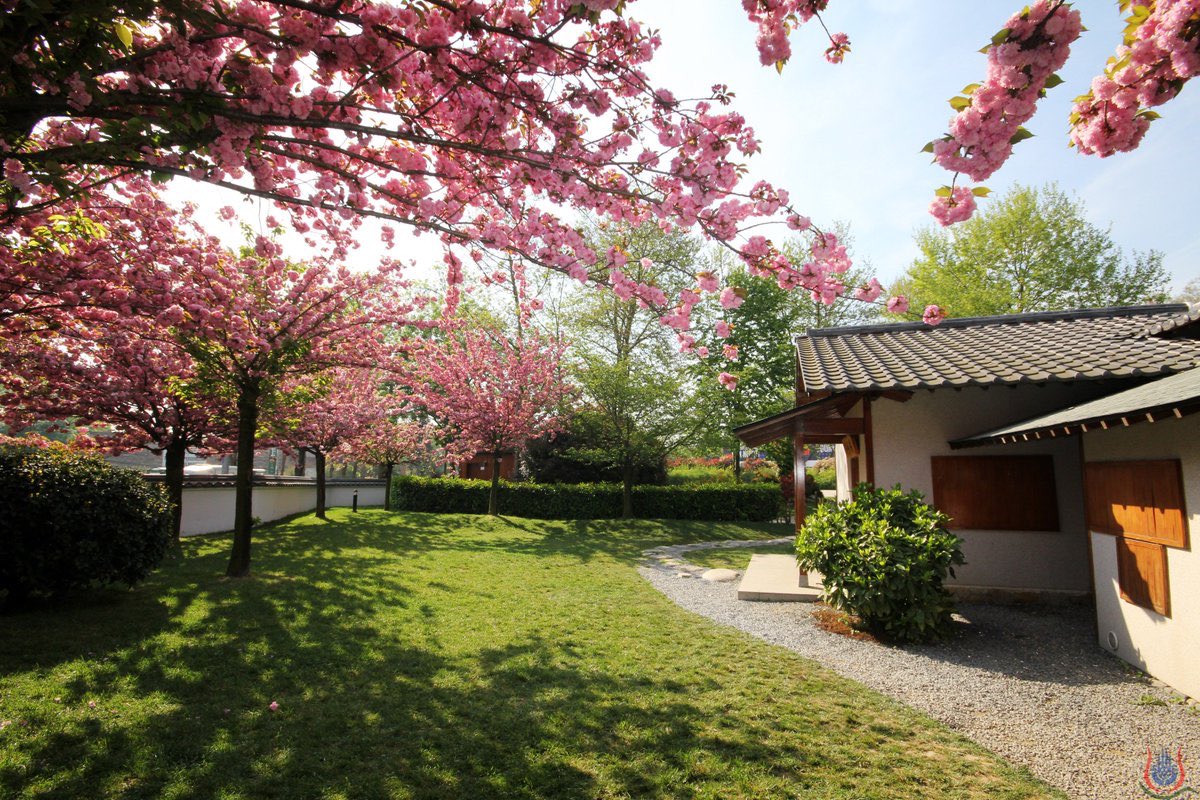 сакура яэдзакура. парк японский сад стамбул. киото ханами.