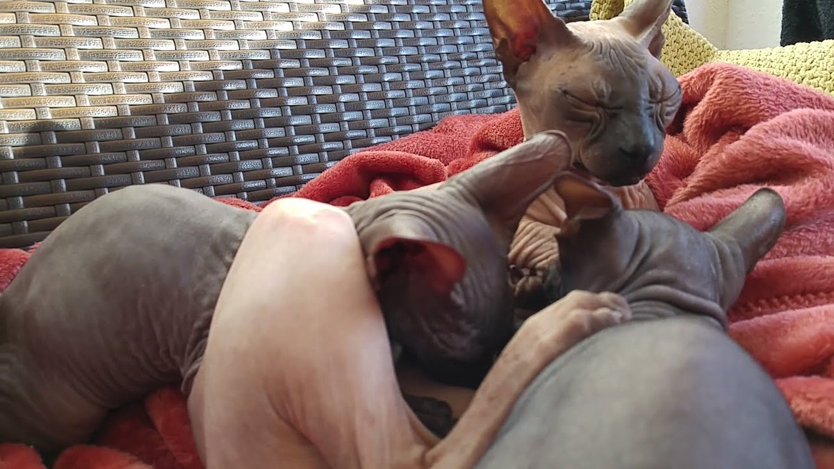 MeowMoeDotCom's tweet photo. Lovely cat mom nursing their cute ...
#Cats #Cat #Kittens #Kitten #Kitty #Pets #Pet #Meow #Moe #CuteCats #CuteCat #CuteKittens #CuteKitten #MeowMoe
#AlienCat #AmazingCats #Animals #AnimalsLove #BeautifulCats #BestCatsVideo
https://t.co/WjewwAxwQs
. https://t.co/PPULjTdwOF