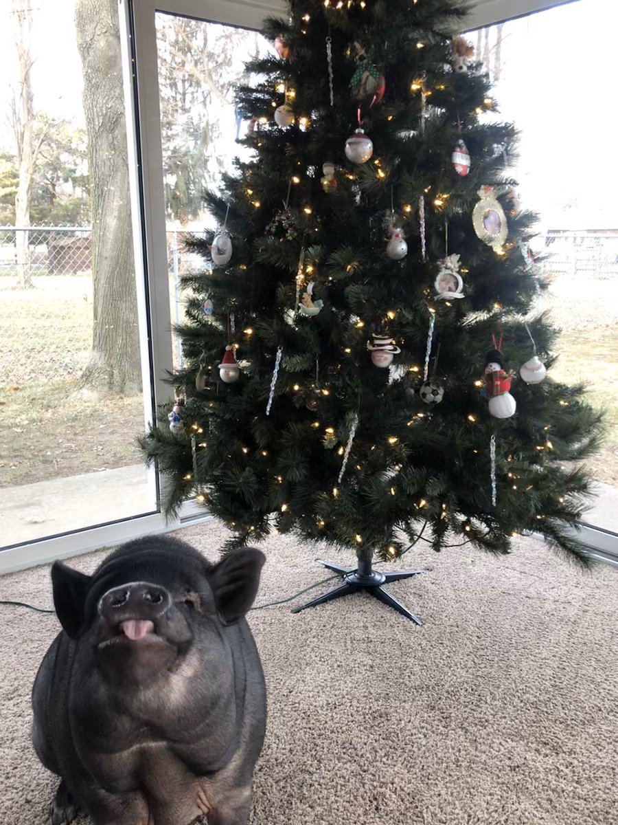 I just cannot get over this picture 🤣🐽🎄