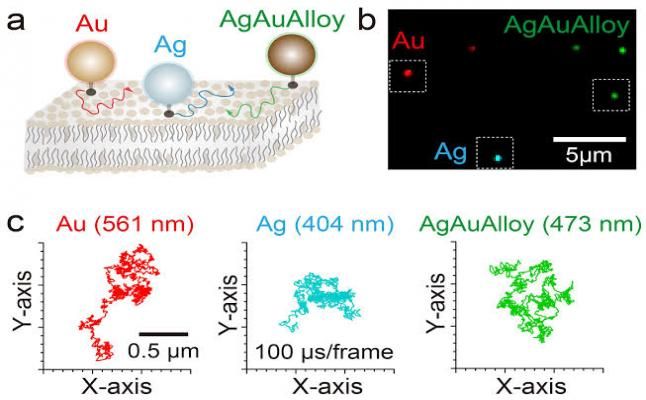 Cn1699's tweet image. Speedy and precise multicolor imaging of biomolecules now possible

#multicolorimaging #biomolecules #multimetallicnanoparticles #cn1699news 

For more information, click link below. 👇 
buff.ly/2QjVahk