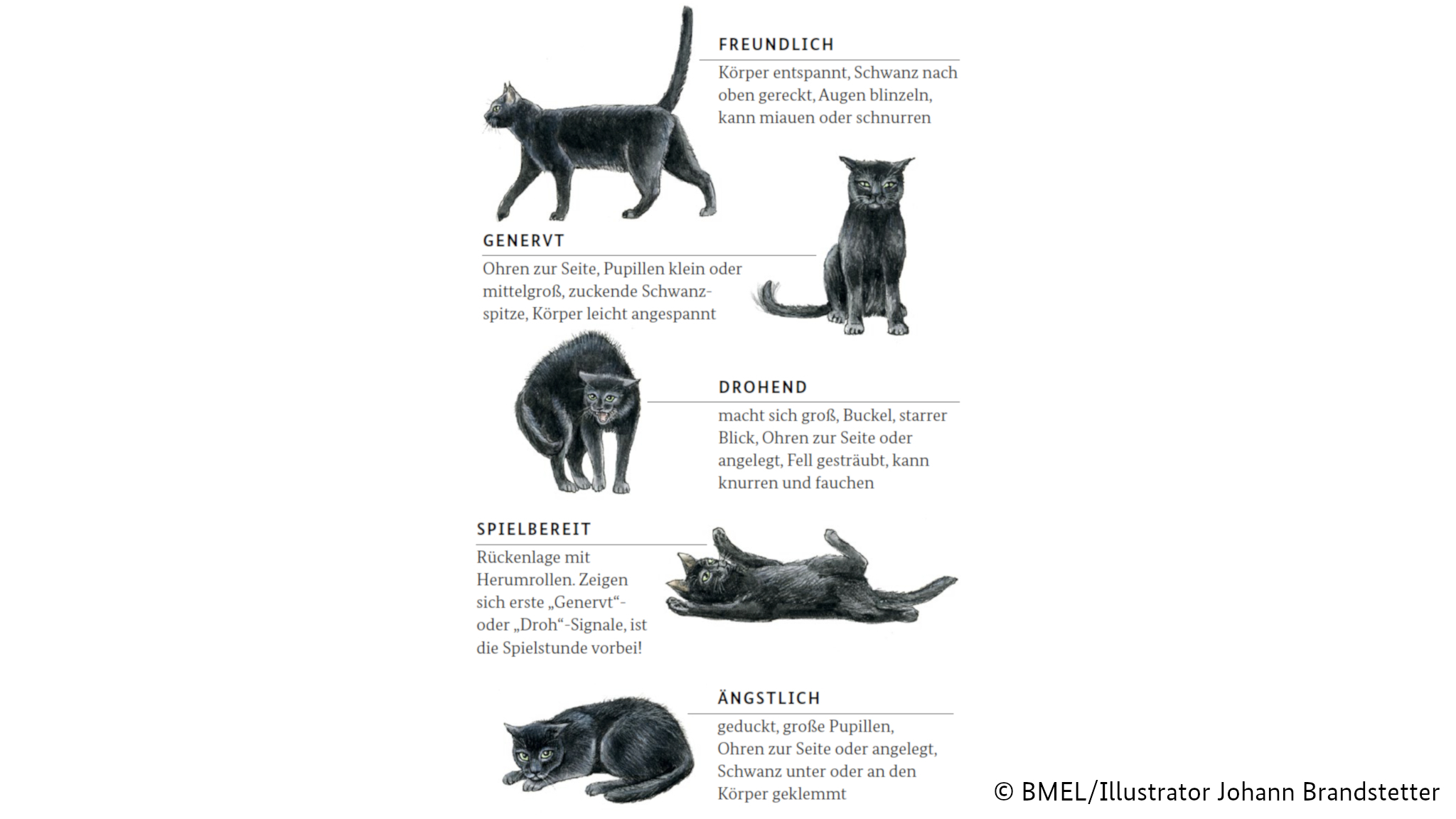 Bmel Weihnachtszeit Ist Familienzeit Achten Sie Auf Die Sprache Ihres Haustieres Die Katze Gibt Mit Ihrem Korper Uns Zuerst Nur Sehr Kleine Signale Wer Diese Missachtet Bekommt Schon Mal Die