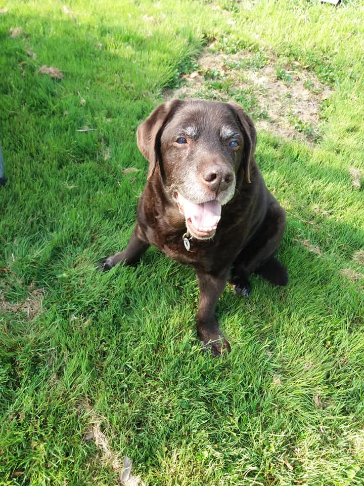 Respectons's tweet photo. #URGENT ! Le 6 janvier, ce gentil #chien n'aura + de #famille ! Boss 13 ans beau #labrador a vécu toute sa vie en studio avec son maître qui est aujourd'hui en maison de retraite C’est un papy calme et rempli d'amour #adoption #IDF #dep89 #animaux Mathilde 0783262471 #Merci du RT https://t.co/HQnOFiPaCA
