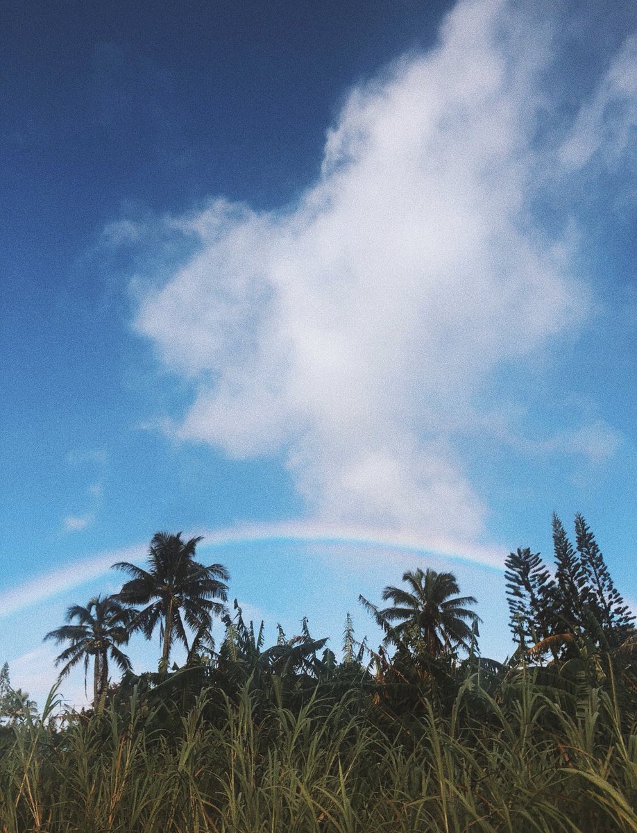 Little Monarch tweet media