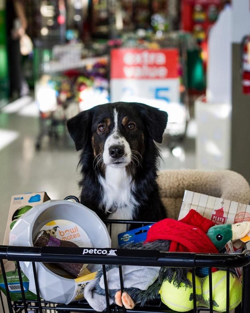 $10 petco coupon in store