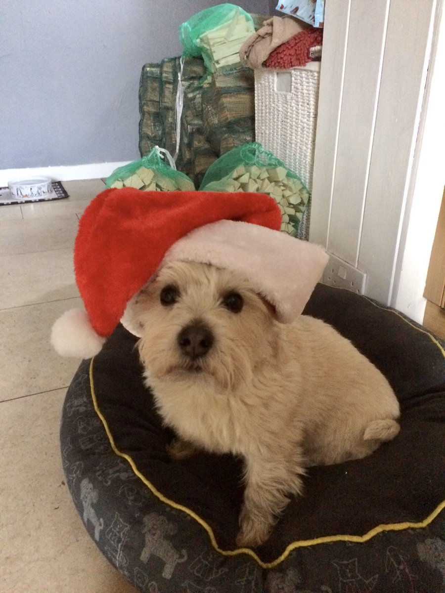 cw_mills's tweet photo. Not posted much lately🤷🏼‍♂️😊 so here’s Dexy enjoying his Christmas 😂😂😂🐾🐾🐶 https://t.co/xPNO7kpS5z