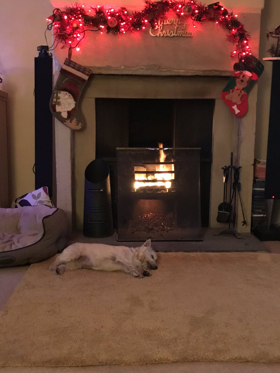 cw_mills's tweet photo. Not posted much lately🤷🏼‍♂️😊 so here’s Dexy enjoying his Christmas 😂😂😂🐾🐾🐶 https://t.co/xPNO7kpS5z