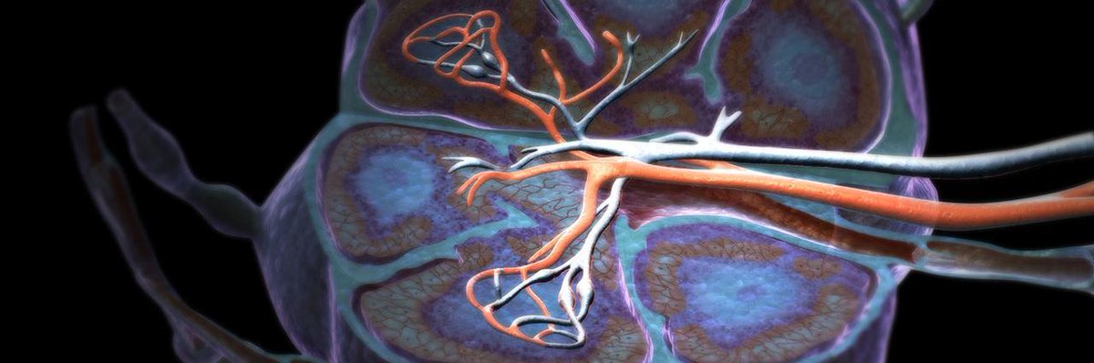 Cell signaling in early life may shape how the intestinal #immunesystem responds to microbial or viral infection, like #rotavirus, during adulthood, <a href="/JenGommerman/">Dr. Jen Gommerman</a> and <a href="/uoftmedicine/">Temerty Medicine</a> scientists found in mice: fcld.ly/6zlhavw #womeninSTEM