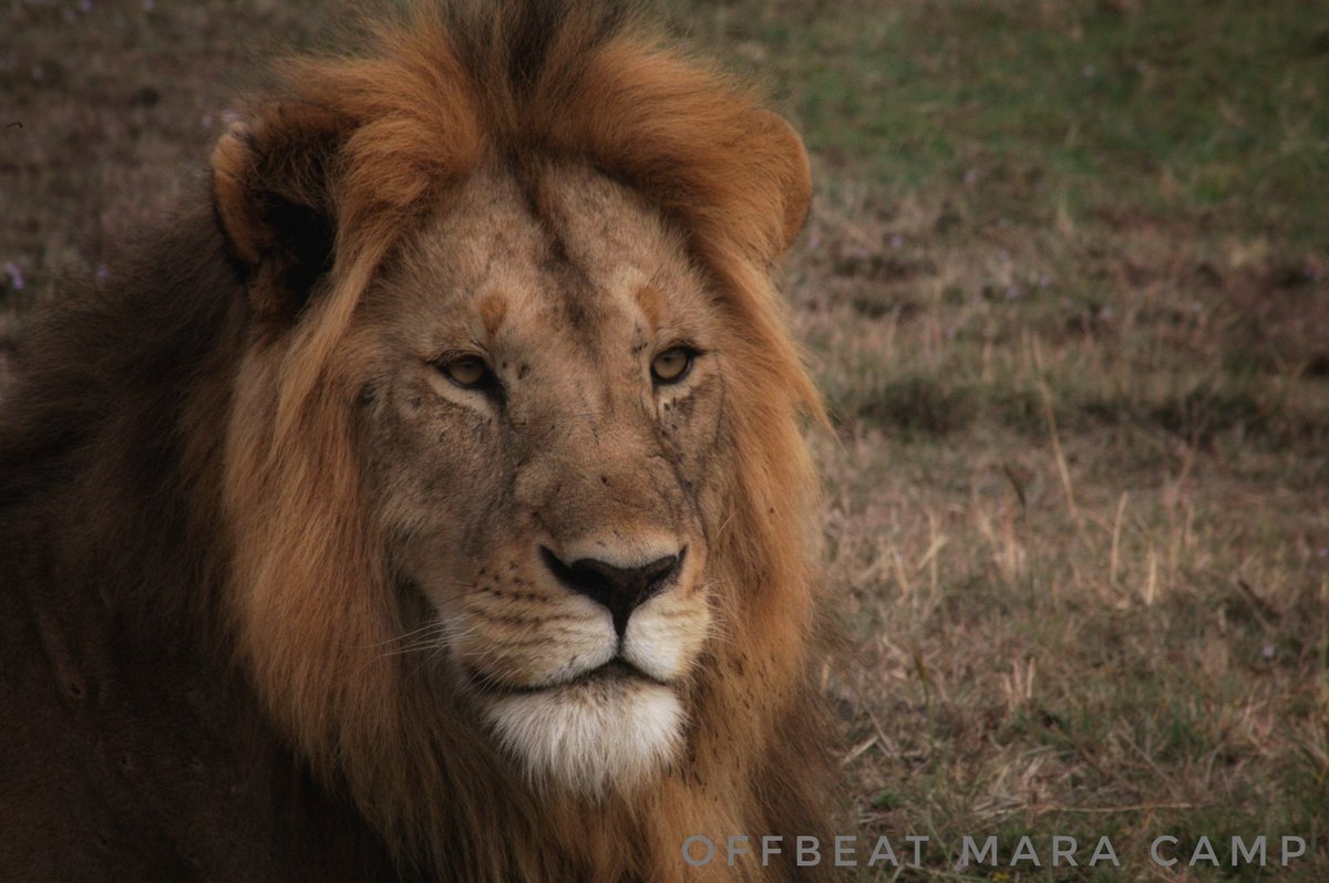 Offbeat Mara Camp tweet media