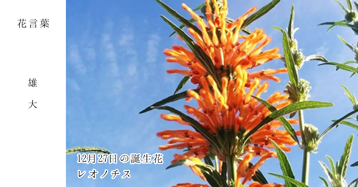 花キューピット I879 Com 公式 בטוויטר 12月27日の誕生花 レオノチス お誕生日おめでとうございます 花言葉 は 雄大 ギリシャ語でライオンの耳という意味をもつ あなたはこんな人 あわてんぼう 同じ誕生日の有名人 テリー伊藤 T Co 花キューピット I879 Com 公式 בטוויטר 12月27日の誕生花 レオノチス お誕生日おめでとうございます 花言葉 は 雄大 ギリシャ語でライオンの耳という意味をもつ あなたはこんな人 あわてんぼう 同じ誕生日の有名人 テリー伊藤 T Co