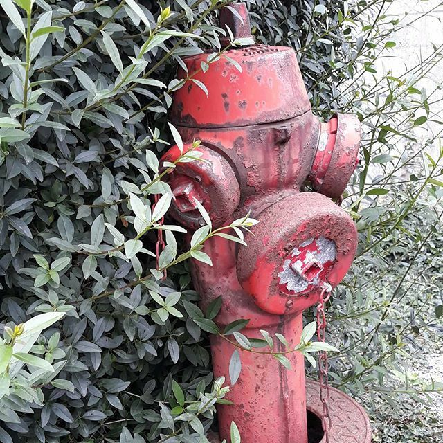 EnXaaar's tweet image. Where is the fire? Maby it's a geocache...
▪︎
@enxaar #geocaching_finds #geocachingcom #firework #gogeocaching #geocachingadventure #100happydayschallenge #enxaar #vuurtje #geocaching #geocachingbelguim #100happyday #fireman #vuur #geocachingnation #… ift.tt/35ZXbG5