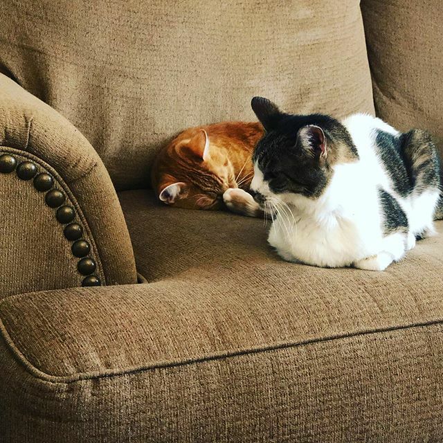 ClementsCorinne's tweet photo. Two sleepy boys https://t.co/J6VMKFs09K https://t.co/RakIXmKDcM