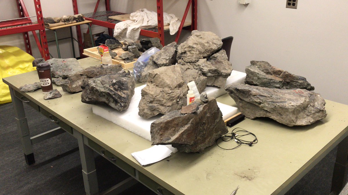 MADPpaleo's tweet photo. Today is being spent putting blocks of our #BrazeauFormation tyrannosaur back together. These were collected from a small rockslide and need to be mapped together prior to prep work. We’ll keep you updated on the progress! https://t.co/wD6XpXOq4f