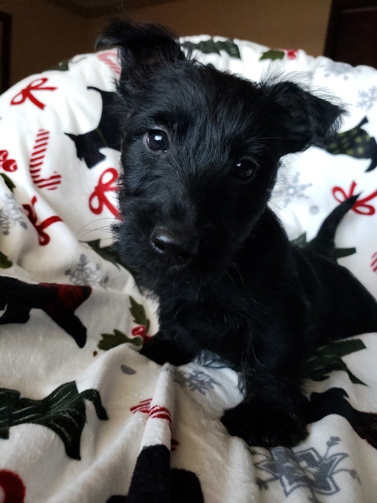 Santa had one more present for Lucie... Frannie the Scottie dog...