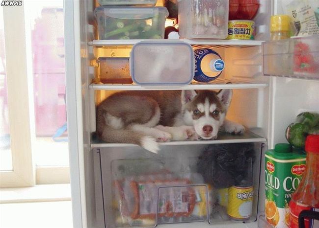 RavenwoodVet's tweet photo. Caption This: #PortOrange #funny #cute #dog https://t.co/8nFJnArqQz