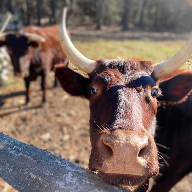HistoricStMarys's tweet photo. Coming off the holidays like...
#HistoricStMarysCity #Maryland #VisitMaryland #Visitstmarysmd #museum #livinghistory #cows #cowsofinsta #cowsofig #Cowsoftwitter #photooftheday #Thursdayvibes #Whatdidyougetforchristmas #heritagebreed #reddevon #reddevoncows #steersofig https://t.co/YEtEdTj9ZC