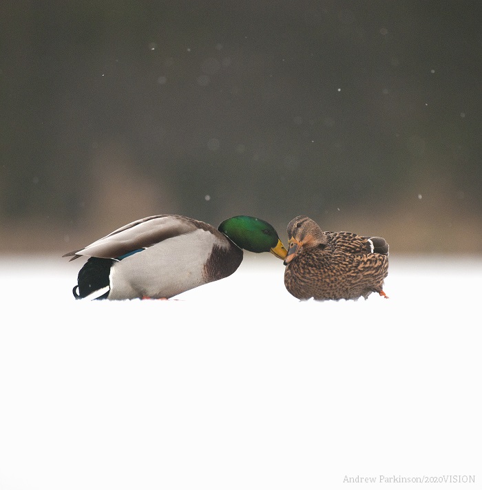 The Wildlife Trusts tweet media