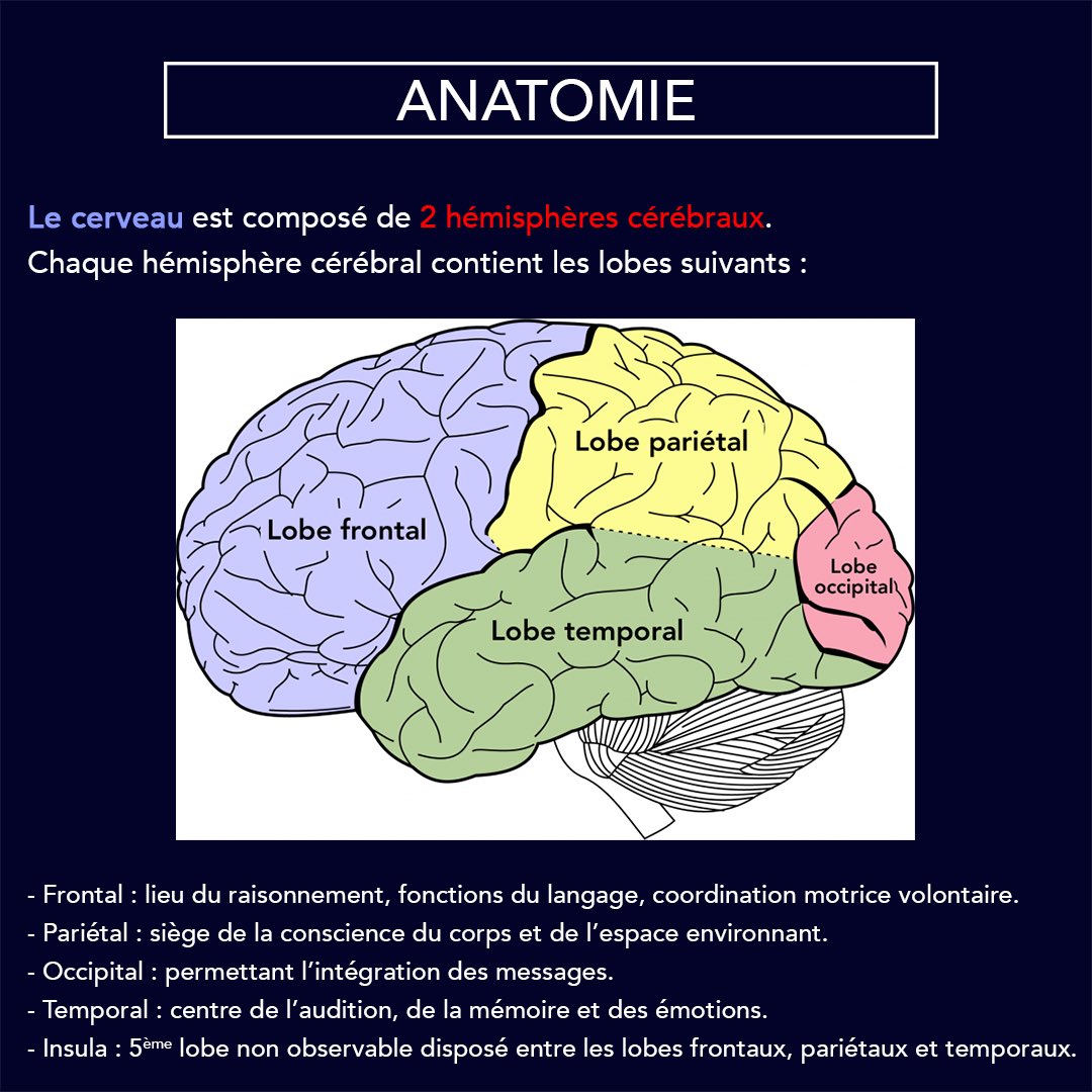 medecinefrance's tweet photo. [#paces] Les lobes du cerveau #anatomie #anatomy #saistuque #doyouknow #paceslife #medecine #fiche #concours #medecin #studygram #etudiant #medical #medicalstudent #student #astudent #etreetudiant #studygram #studygramfrench https://t.co/brDXicomYj