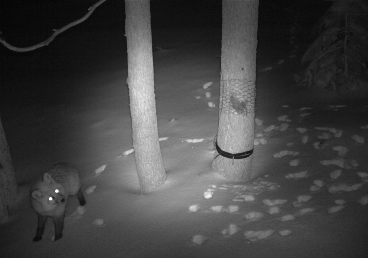 Cascadia_Wild's tweet photo. New blog is posted! ❄️🐾📸🦊🐺🐻🐱🌲
Cozy up by the fire and head on over to see the best wildlife photos from the #wolverinetrackingproject's winter #trailcam and #tracking surveys, and catch up on our latest goings on! https://t.co/bApgoubY5I https://t.co/4bnIObLsS8