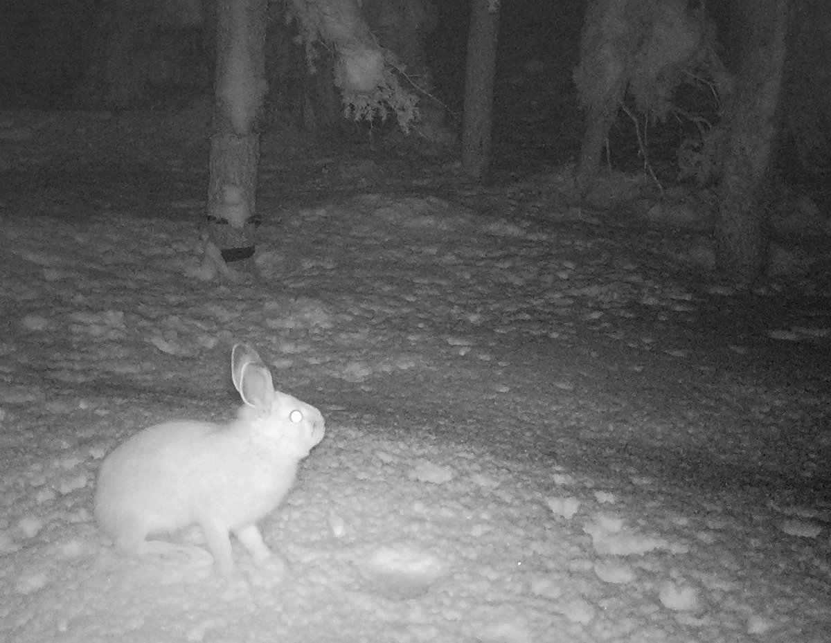Cascadia_Wild's tweet photo. New blog is posted! ❄️🐾📸🦊🐺🐻🐱🌲
Cozy up by the fire and head on over to see the best wildlife photos from the #wolverinetrackingproject's winter #trailcam and #tracking surveys, and catch up on our latest goings on! https://t.co/bApgoubY5I https://t.co/4bnIObLsS8