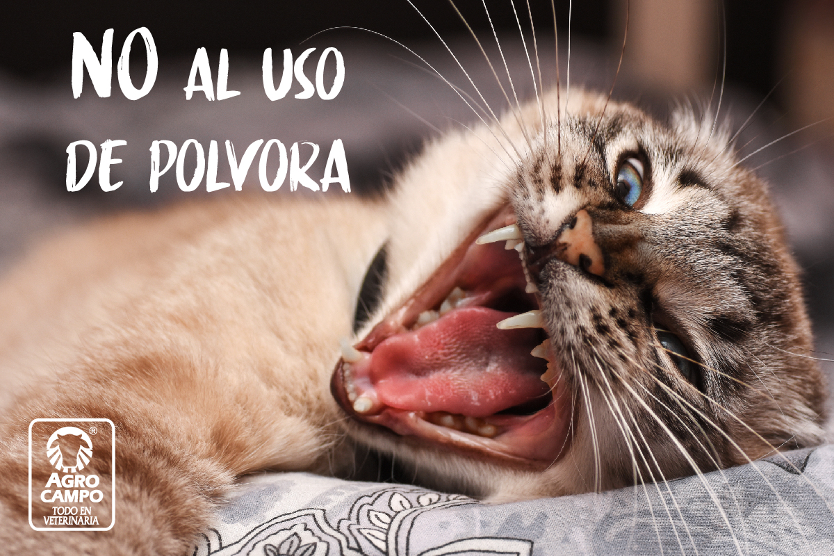 Бешенство у кошек фото. Бешеный кот. Кот с открытым ртом