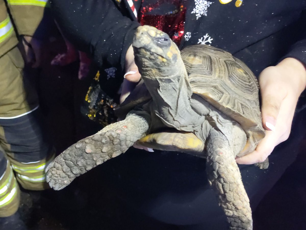 EveningExpress's tweet photo. Tortoise rescued from house fire started by knocking over its heat lamp  https://t.co/GmgJaN5AiC https://t.co/1cVaKANDo2