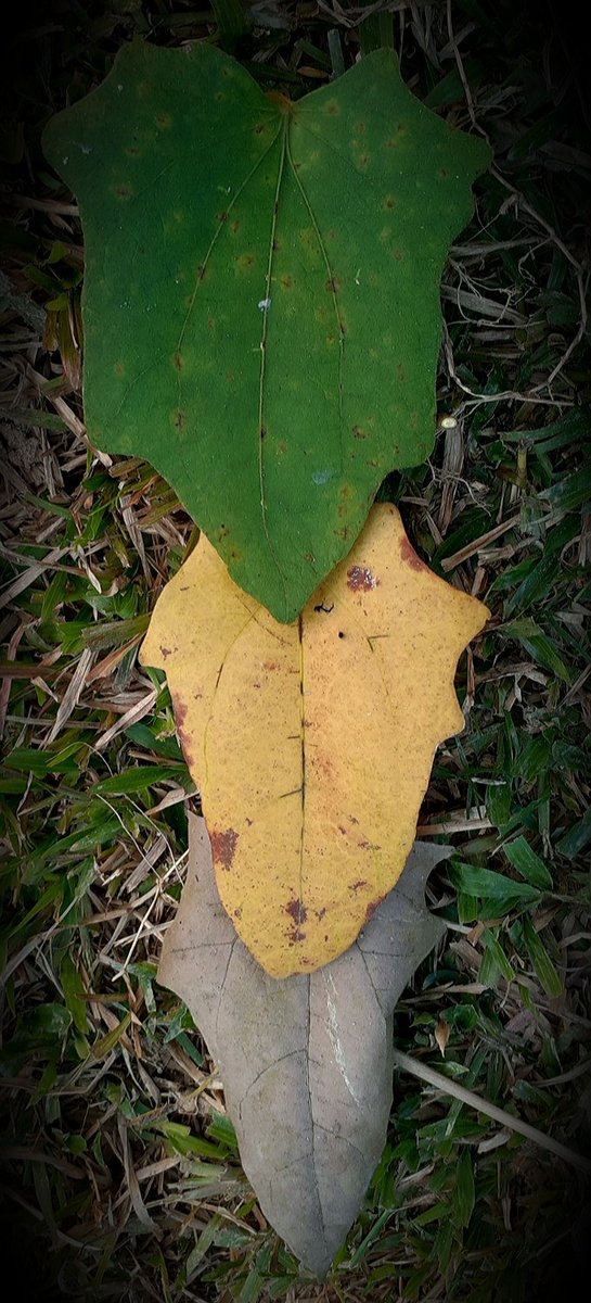 DiluAli1's tweet photo. Leafs 
PHOTOGRAPHY by Dilu Ali 
#leafs #life #love #nature #leaves #wind #wildlife #tree #green #yellow #brwon #colorful #Color_Of_Life #sylhet #dhaka #Bangladesh #world #earth #wind #wildbangladesh #explorebangladesh #Dilu_Ali_Photography https://t.co/QMHGuepcCV
