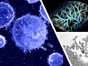 NIMMLab's tweet image. @NIMMLab announced that Nuria Tubau-Juni  successfully passed her final defense and was awarded #PhD in #GBCB #experimentalmodel #Cdifficile #Hpylori nimml.org/news/detail/nu…
