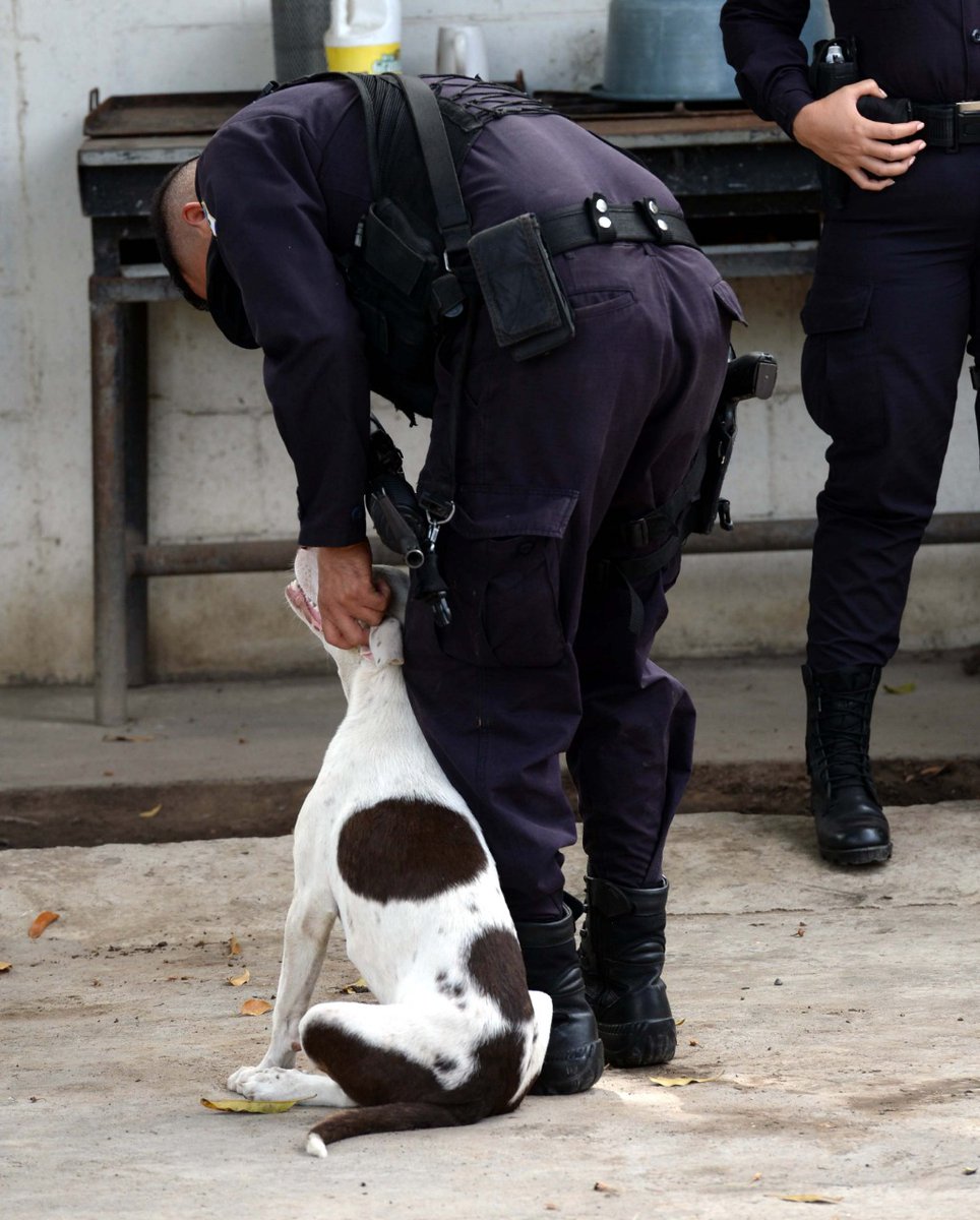 ¡Buen día!
Un policía acaricia a la perrita de nombre Acacia, mascota de la delegación de Tránsito de San Vicente. La perrita es muy mansa y los agentes le dan alimento y alojamiento en sus instalaciones, tras ser abandonada por sus antiguos dueños. Foto EDH / Francisco Campos.