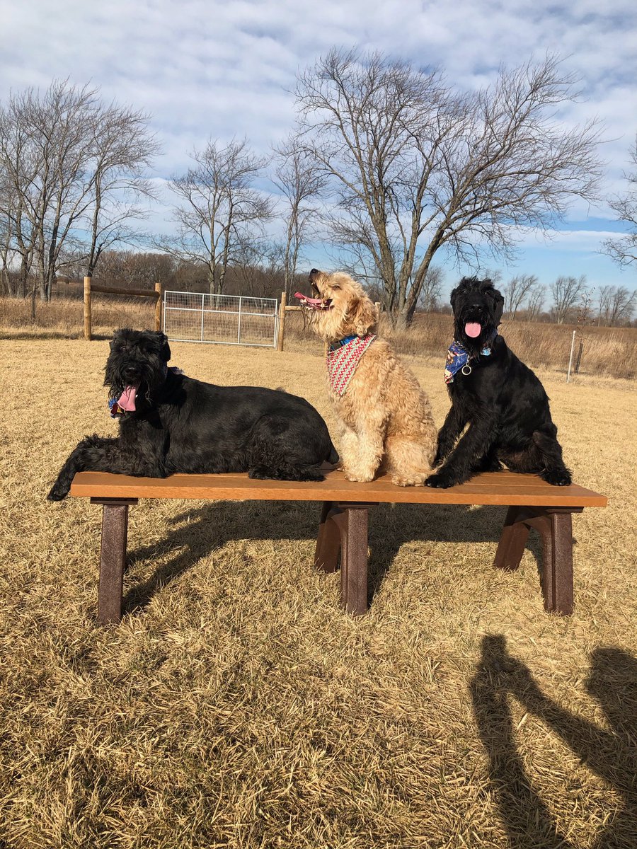 WhyDogsRBetter's tweet photo. The βCali Kidsβ took us to da new #LCFPD Dog Park today. High temps in the low 60βs ... record warmness fer da Windy City π#SchnauzerGang #SCWT #OreoCookieClan #ZSHQ https://t.co/MYDpvvQqOr