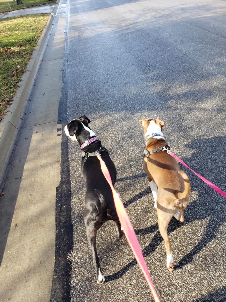 thomsonlori's tweet photo. It was a beautiful day to take the puppies for a walk with Cara. #borobreak #nocoatsneeded https://t.co/91y27rZvmt