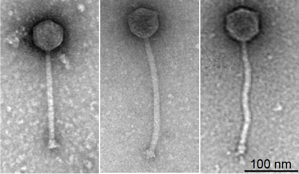 #HHMI2019: Muddy, BPs, &amp; ZoeJ (left to right below) were the subjects of our 6th most-read story of 2019. These bacteria-infecting viruses (found with the HHMI SEA-PHAGES program!) were used to treat a drug-resistant infection in a 15-year-old girl: bit.ly/2PLSNF3