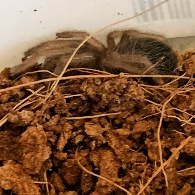 BagFather's tweet photo. Meet the newest member of the family Teddy. My 9 year old has been begging for a tarantula for over a year. He finally got it. https://t.co/couZEHlGOI