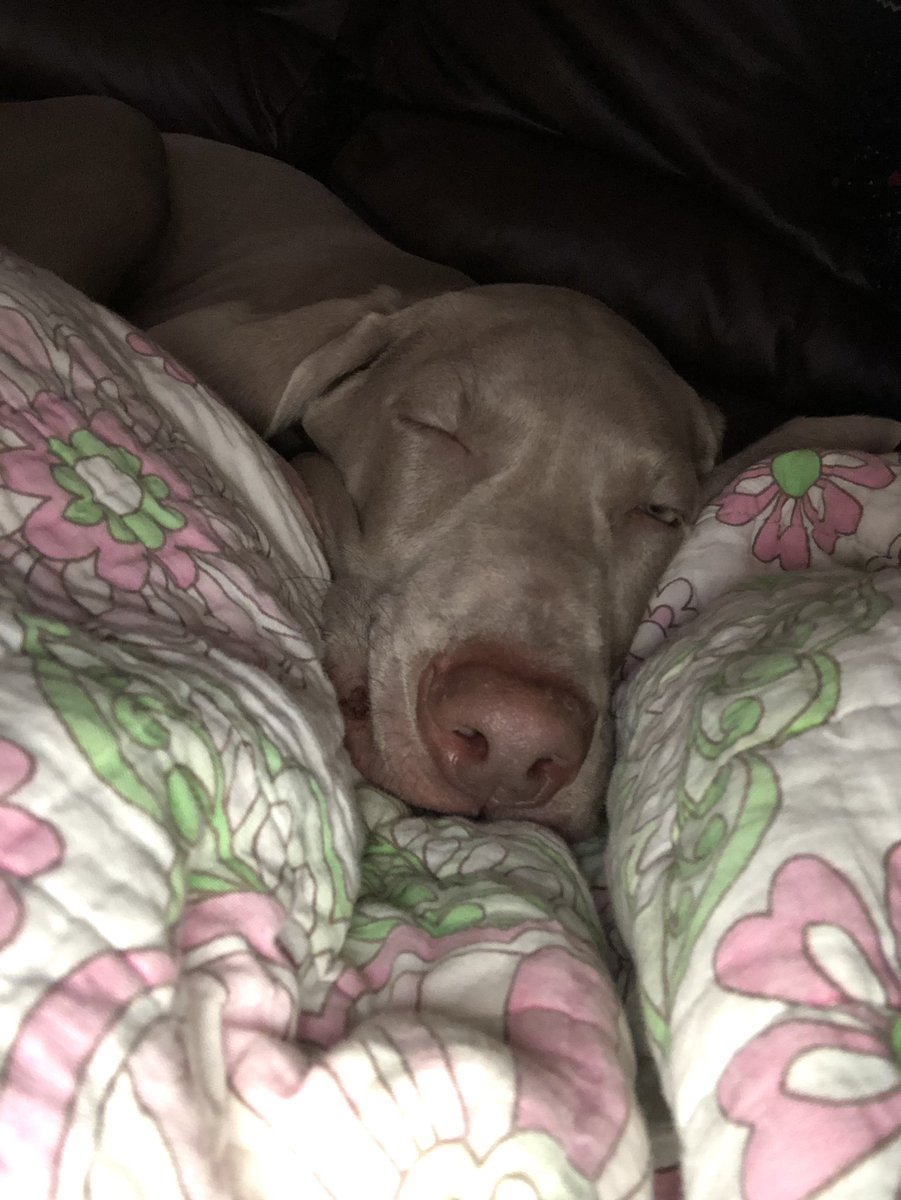 evmamanikki's tweet photo. Meet Henry! #furbaby #weimy #Weimaraner #christmas2019 https://t.co/xjPEDSmkcp