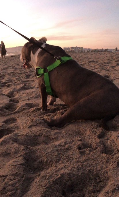 Missing u. One month today and I just miss You more every day. Play w mommas for us, we miss You guys<a href="/tag/depressionfeelslike"class="tags"><span>#depressionfeelslike</span></a>