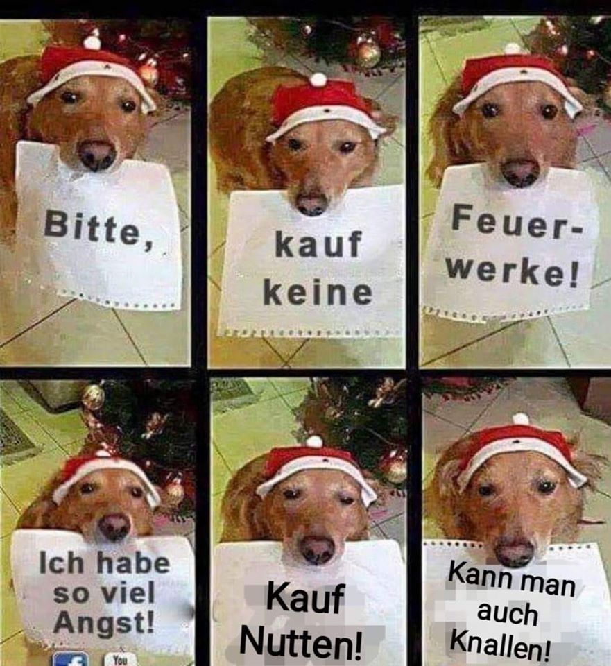 FraeuleinStephi's tweet photo. Kauft kein Knallzeug 👇 https://t.co/Be1yqU34kU