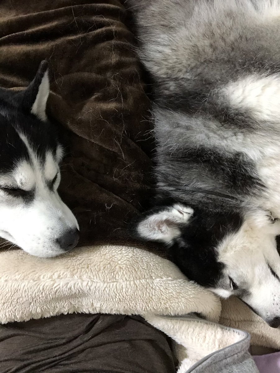 しゃん 仕事前に仮眠するよ 布団で目の前にtvあって携帯ゲームしながら犬にまみれて寝るの幸せの極み シベリアンハスキー ハスキー ダックス 多頭飼い 大型犬と小型犬 大型犬 小型犬 川の字 犬のいる暮らし 幸せの極み しゃん 仕事前に仮眠するよ 布団で目の前にtvあって携帯ゲームしながら犬にまみれて寝るの幸せの極み シベリアンハスキー ハスキー ダックス 多頭飼い 大型犬と小型犬 大型犬 小型犬 川の字 犬のいる暮らし 幸せの極み