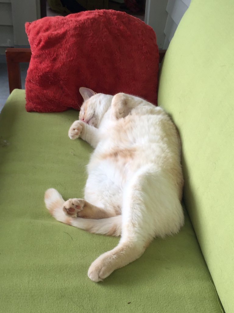 alfie’s coole tweats on Twitter "Snozing.............. ahhhhhh yes…