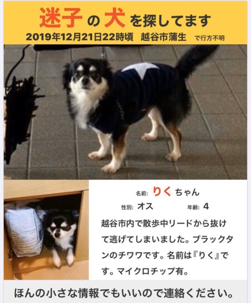 ブラックタンのチワワ りく M Twitter