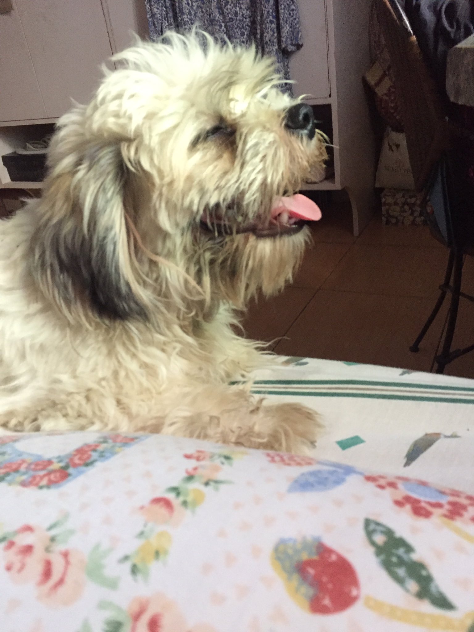 Schnauzer and shih tzu mix 2025