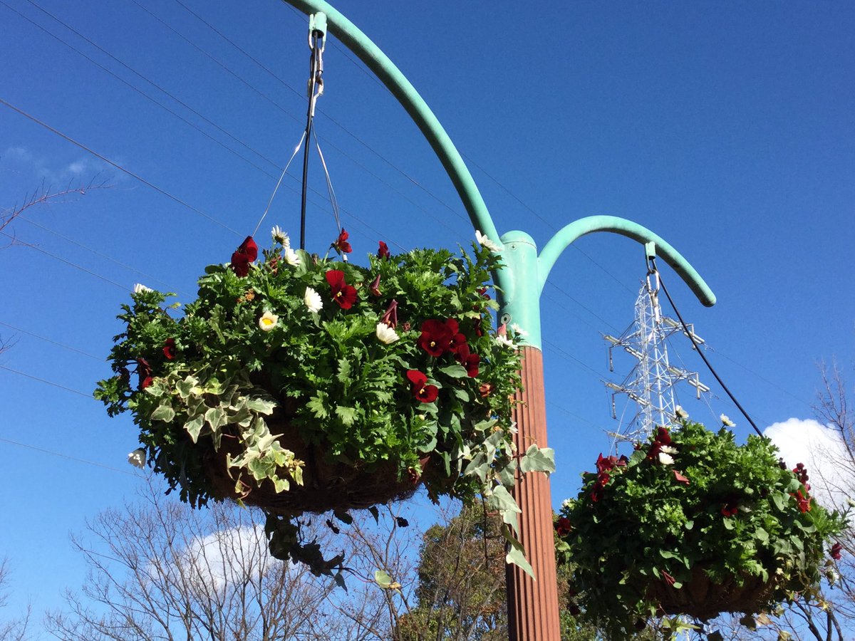 荒子川公園 荒子川公園ガーデンプラザ周りの花の様子です ハンギングバスケットの鮮やかな花が青空に映えますね 冬に模様替えした花壇などをぜひご覧くださいね 荒子川公園