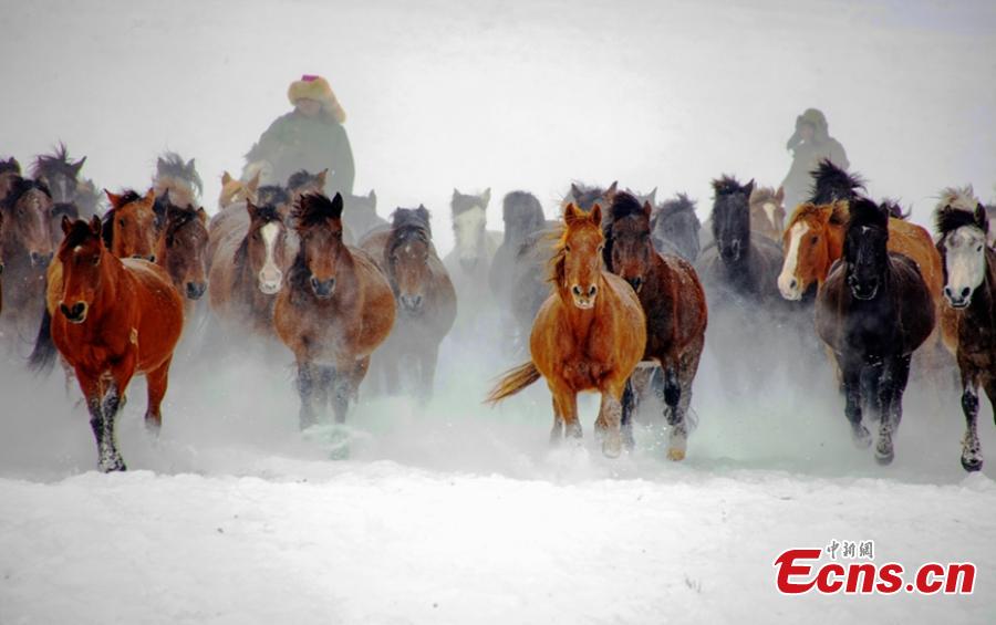 ChinaDaily's tweet photo. Tens of thousands of horses thunder across the snowy grassland in Zhaosu county in Northwest China's #Xinjiang Uygur autonomous region. https://t.co/5qeSpa0kgF
