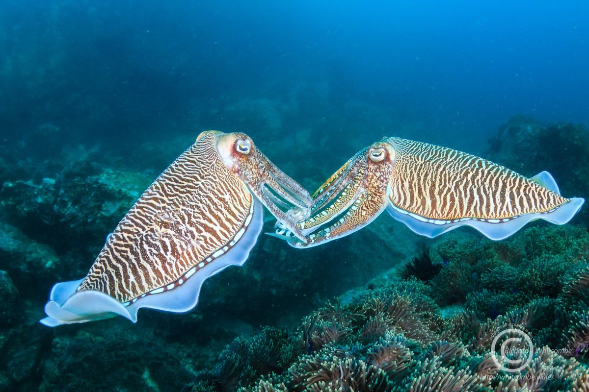 #PharaohCuttlefish #mating at #BlackRock #MerguiArchipelago #Myanmar🇲🇲️

🛳️ aboard #DolphinQueen on 15th Dec.2019 (MA1)
📸 by Richard Whitcombe

#SepiaPharaonis #Cuttlefish #SimilanDivingSafaris #KhaoLak #Thailand #AndamanSea #BurmaDivingSafaris
#wildlife #marinelife #nature