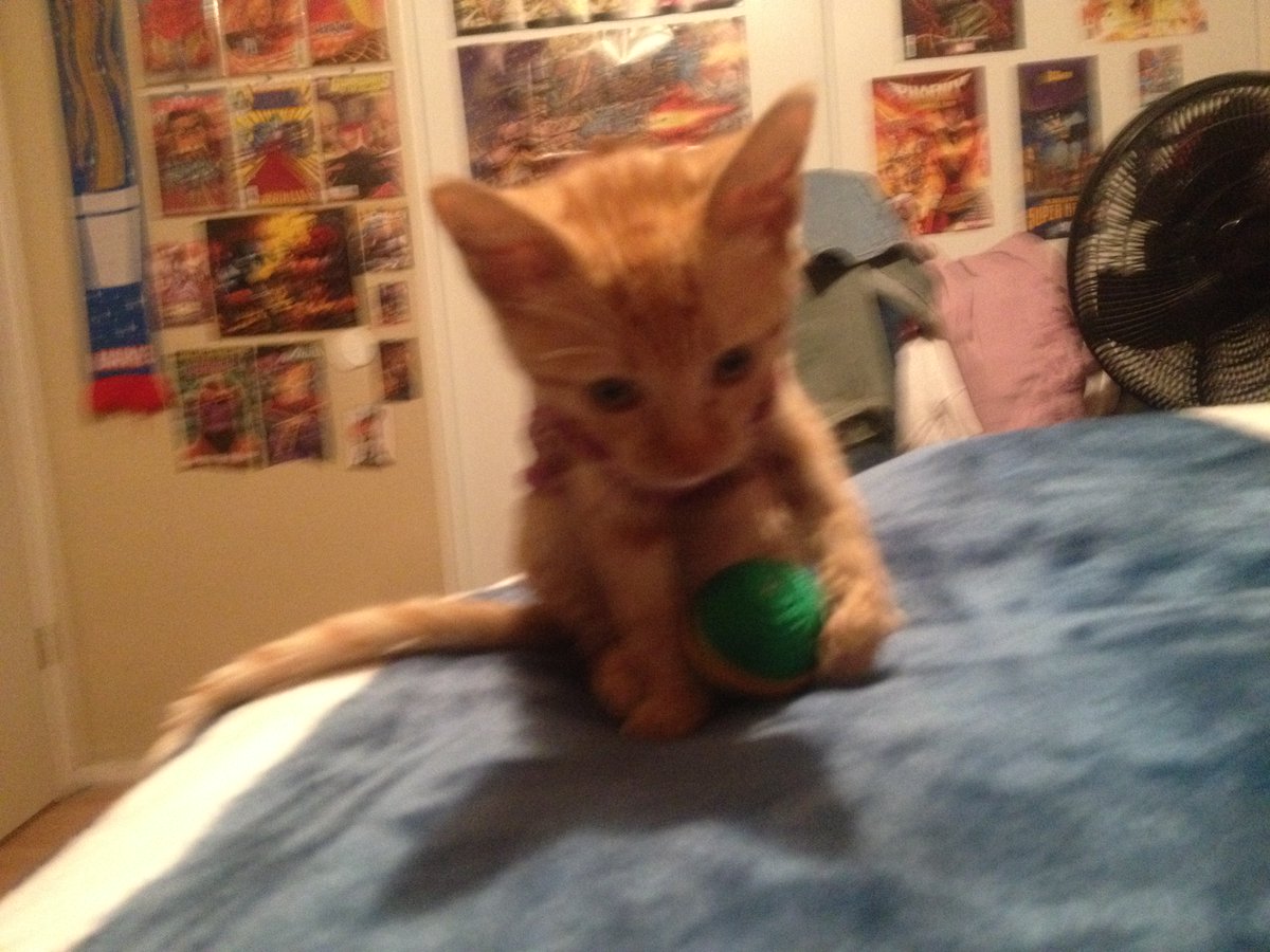 BeemanJay's tweet photo. Little Miss Scarlet Witch The Flerken getting in some playing with the rattles & shakes ball time action with one of the toys Santa Paws brought for her on Catmas. #cats #CatsOfTwitter #kitten #kitty #kittenPlaying #strayKittenRescue https://t.co/1iuPbG14zZ