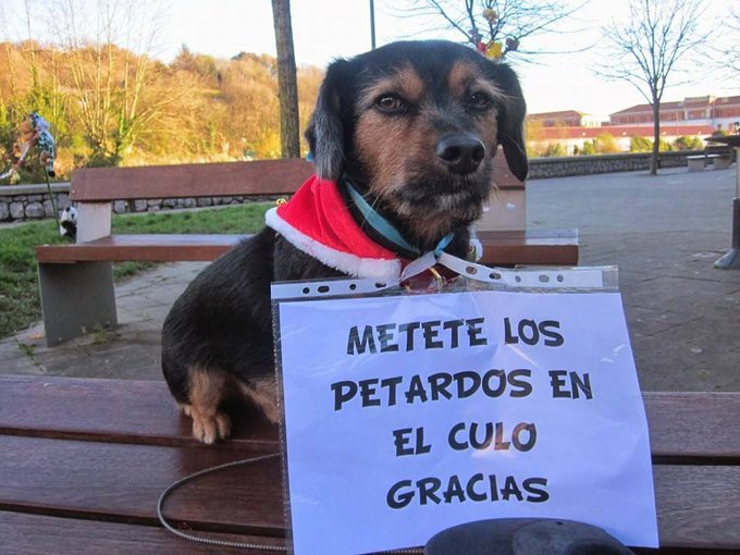 cosito de la pizza (@elcosodelapizza) on Twitter photo 